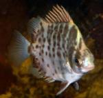   (Scatophagus argus), S 