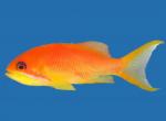    (Pseudanthias squampinnis, Anthias squampinis), M 