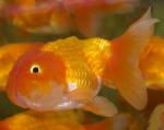   (Carassius auratus var.), M