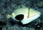   ,   ,  ,   (Rhinecanthus verrucosus), S