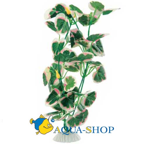 (Hydrocotyle).   FERPLAST, 30 