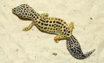   (Eublepharis macularius), S