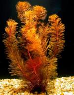   ,   (Myriophyllum matogrossense "Red"), M