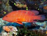 Групер красный коралловый (Cephalopholis miniata), L