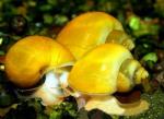   (Ampullaria cuprina), XL 