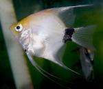  ,  -  (Pterophyllum scalare var.), S 