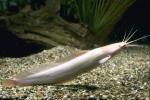  ,   (Clarias batrachus), M 