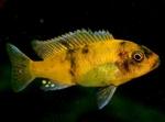   -  (Maylandia zebra var. "o b", Pseudotropheus zebra), L 