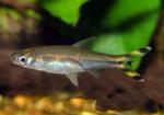   (Rasbora trilineata), M