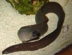   (Gymnothorax tile, Lycodontis literata, Lycodontis punctata), L