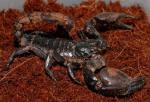    (Heterometrus spinifer), L 