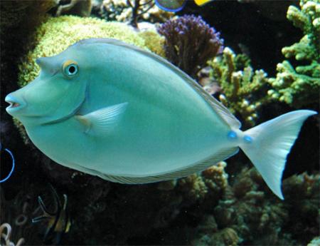  ,   (Naso unicornis), M