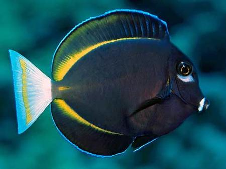   ,  (Acanthurus nigricans, Acanthurus glaucopareius), M