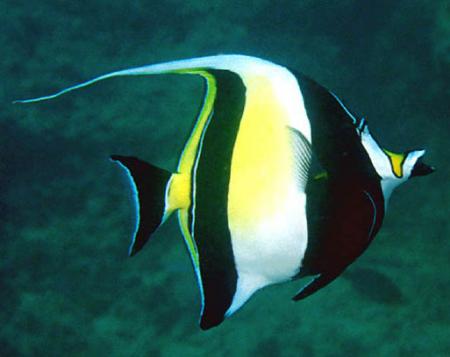  ,  (Zanclus cornutus, Zanclus canescens), L