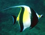  ,  (Zanclus cornutus, Zanclus canescens), L