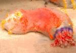    (Pseudocolochirus tricolor, Paracucumaria tricolor), L