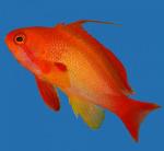    (Pseudanthias squampinnis, Anthias squampinis), M 