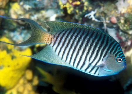    (Genicanthus melanospilos), M