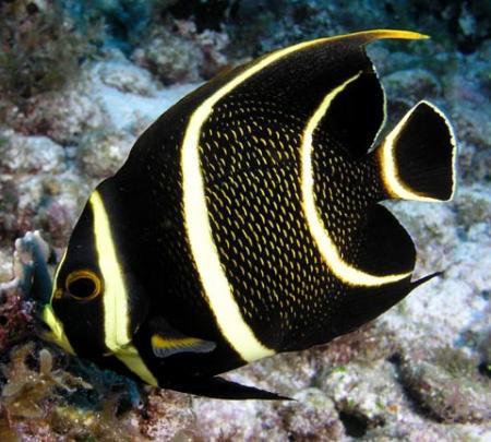   ,   (Pomacanthus paru), M 