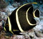   ,   (Pomacanthus paru), M 