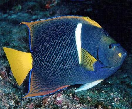  ,   (Holacanthus passer), S