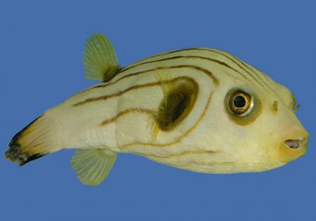   (Arothron manilensis), M 