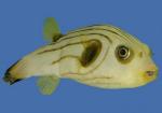   (Arothron manilensis), M 