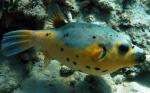  ,   (Arothron nigropunctatus), L 