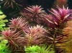   (Limnophila hippuroides), M 