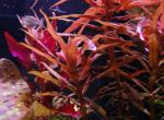  ,   (Nesaea crassicaulis), M
