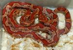   (Pantherophis guttatus guttatus), S 