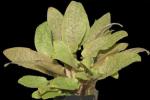   "" (Cryptocoryne wendti "Tropica"), M 