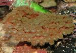  (Turbinaria sp.), M