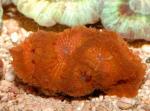   (Blastomussa wellsi), M
