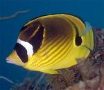 -,  (Chaetodon lunula), S 