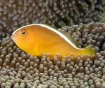   (Amphiprion sandaracinos), M 