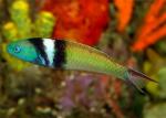   (Thalassoma bifasciatum), M 