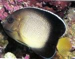   (Apolemichthys xanthotis, Holacanthus xanthurum), S