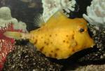  ,  ,   (Tetrosomus gibbosus), XL 