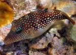   ,   (Canthigaster margaritata), M 