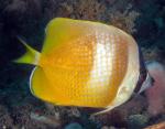    (Chaetodon kleinii), M