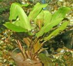   - "" (Cryptocoryne beckettii "Petchii", Cryptocoryne petchii), M   