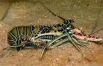  ,  ,   (Panulirus versicolor), S 