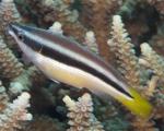-  (Diproctacanthus xanthurus), M 