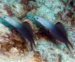 ,  ,  - (Ptereleotris evides, Ptereleotris tricolor), M 