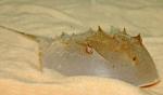   (Merostomata Gen.sp.), M 
