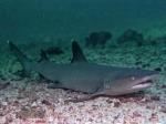    (Triaenodon obesus), M 