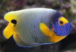 ,  (Pomacanthus xanthometopon, Euxiphipops xanthometopon), L 