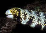 - ,  ,   (Echidna nebulosa), S