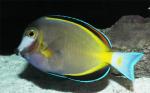  ,   (Acanthurus japonicus), L 